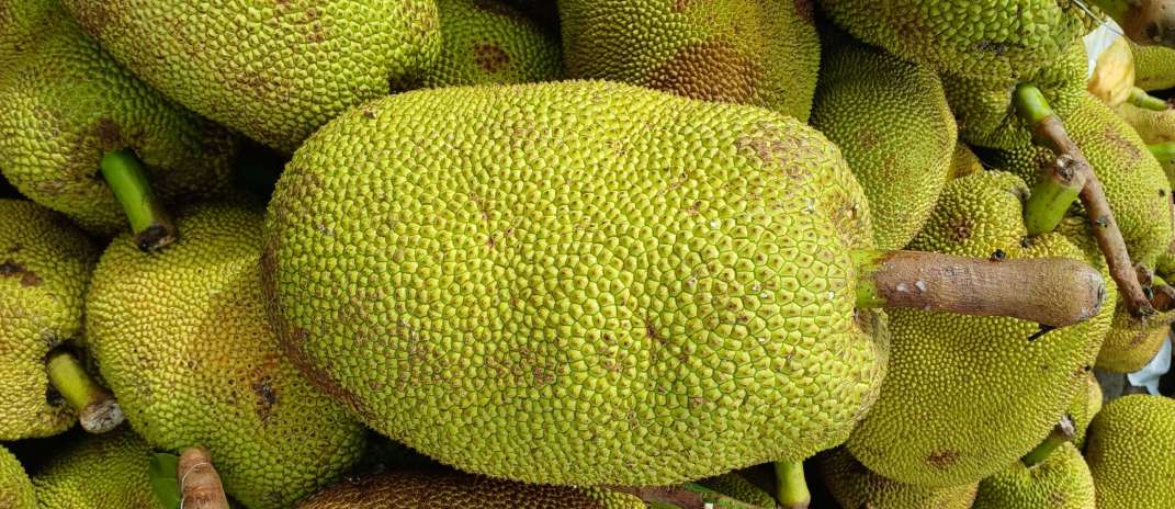 Fruta típica da estação, jaca chega em boa oferta à Ceasa Maracanaú