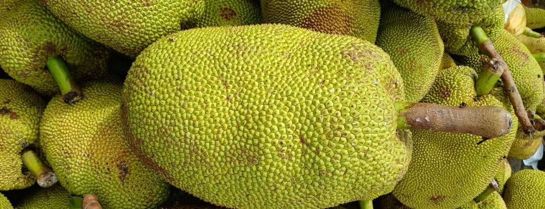Fruta típica da estação, jaca chega em boa oferta à Ceasa Maracanaú
