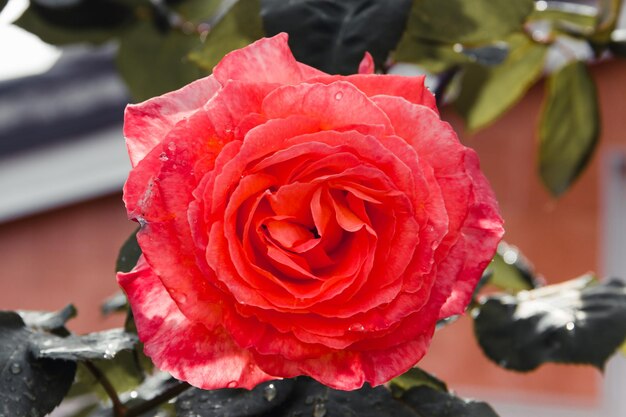 Dia Internacional da Mulher – Apogeu da Primavera