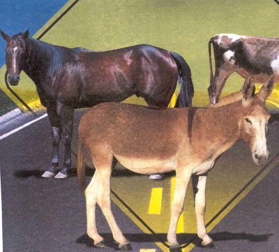 Edital de convocação de proprietários de animais, recolhidos em rodovias estaduais CEs pelo Detran-CE
