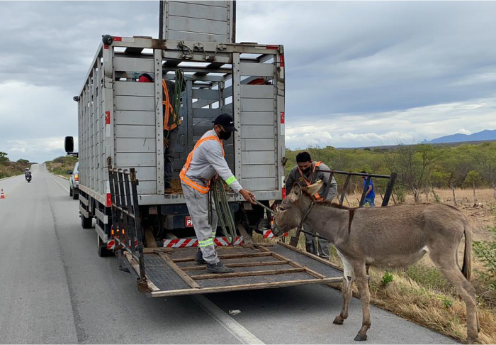Detran-CE recolhe mais de 900 animais em rodovias estaduais, nos últimos três meses