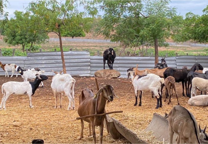 Detran-CE mantém 1,5 mil animais recolhidos nas estradas em fazenda