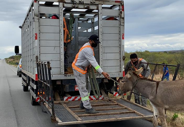 Número de animais recolhidos pelo Detran-CE nas CEs reduz quase 30% no primeiro trimestre