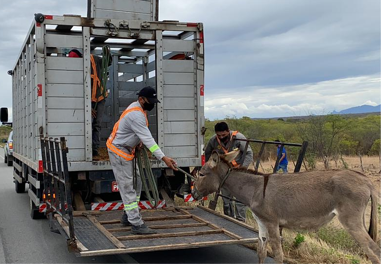Detran-CE recolhe mais de 100 animais abandonados às margens das CEs durante o Carnaval