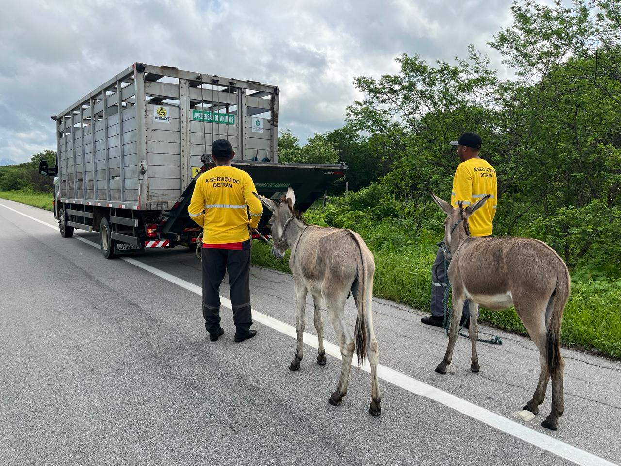 Detran-CE recolhe mais de 100 animais abandonados às margens das CEs durante a Semana Santa