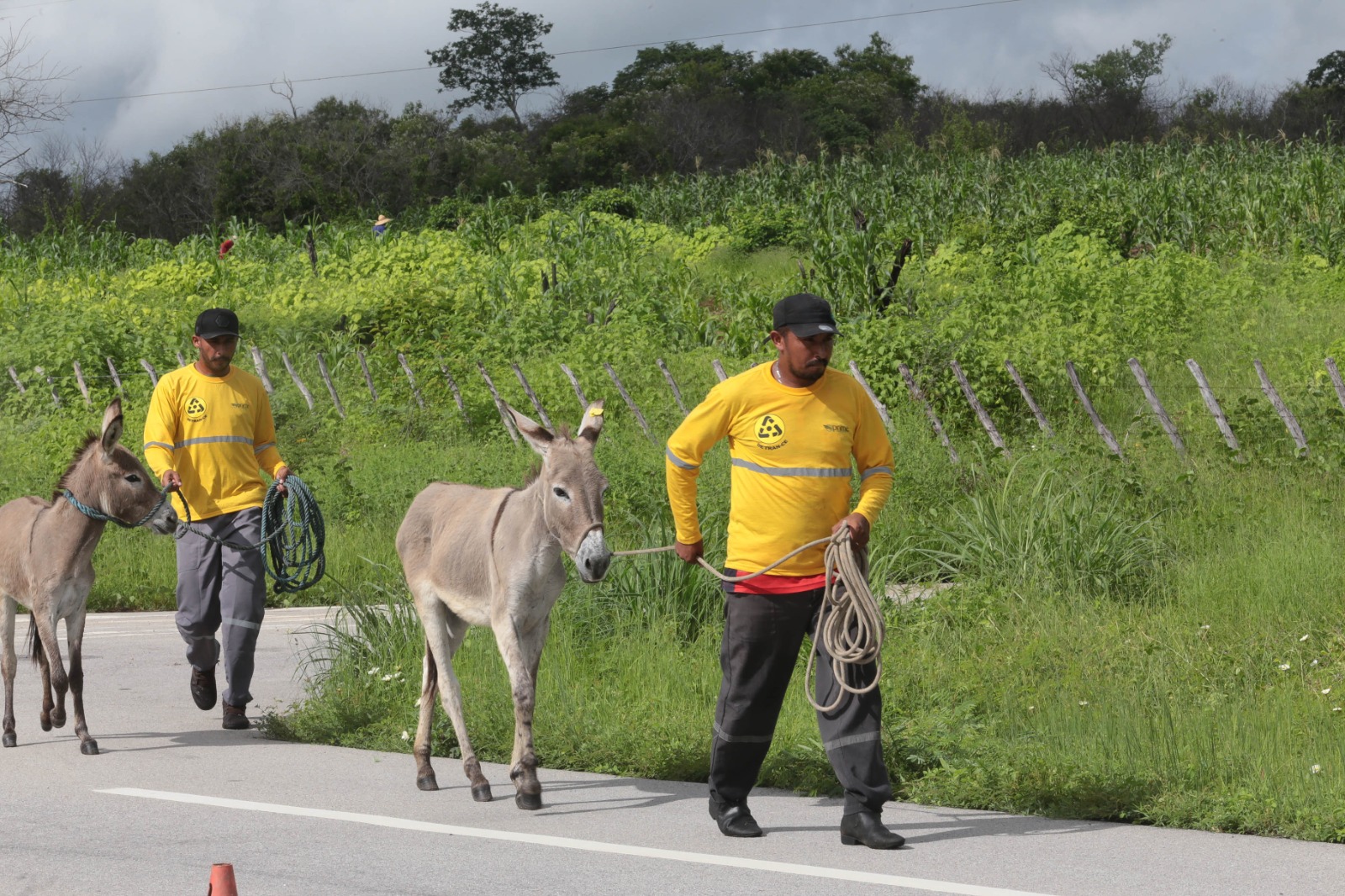 Detran-CE resgata mais de 3 mil animais abandonados às margens das CEs em 2024