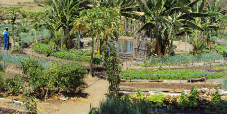 Ematerce promove Dia de Campo sobre Quintais Produtivos