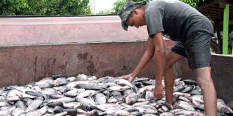 Ematerce participa do VI Festival do Peixe de Pentecoste