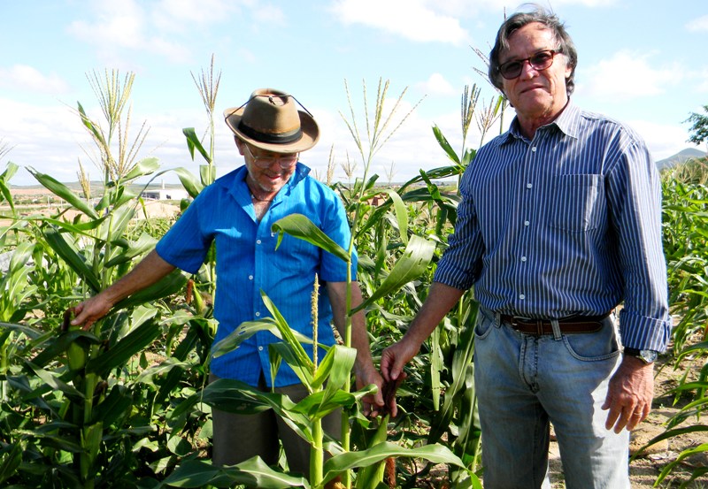 Quixeramobim:agricultor salva roçado com irrigação de emergência