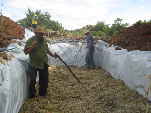 Assaré: orienta produção de silagem