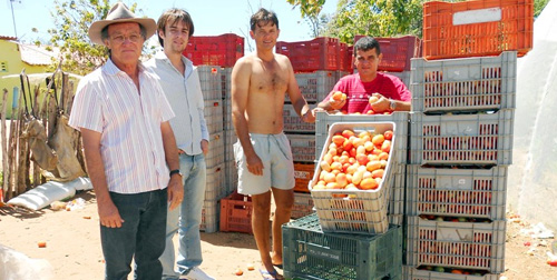 Quixeramobim: agricultores familiares cultivam pimentão e tomate em plena seca