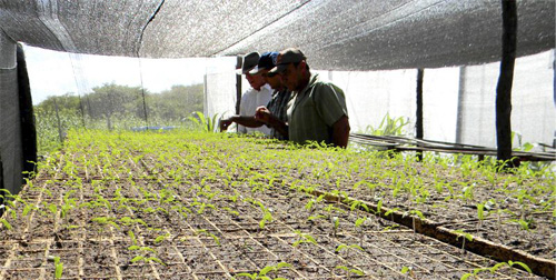 Agricultor inicia plantio de tomate no sistema cultivo protegido