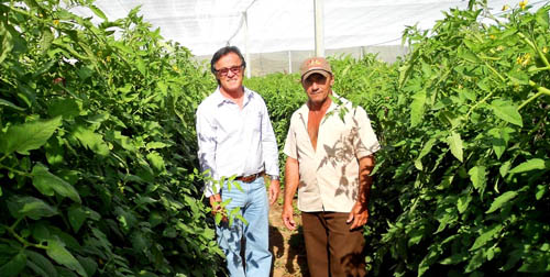 Quixeramombim: agricultor assistido pela Ematerce colhe supersafra de tomate