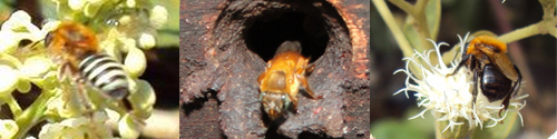 Agroecologia e Meliponicultura