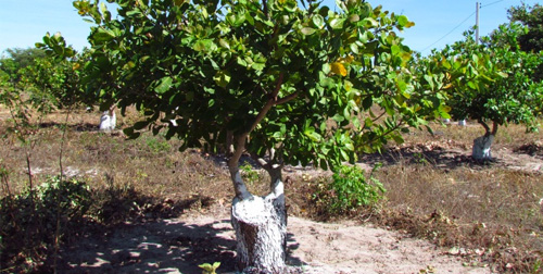 Granja: experiência exitosa na Cajucultura