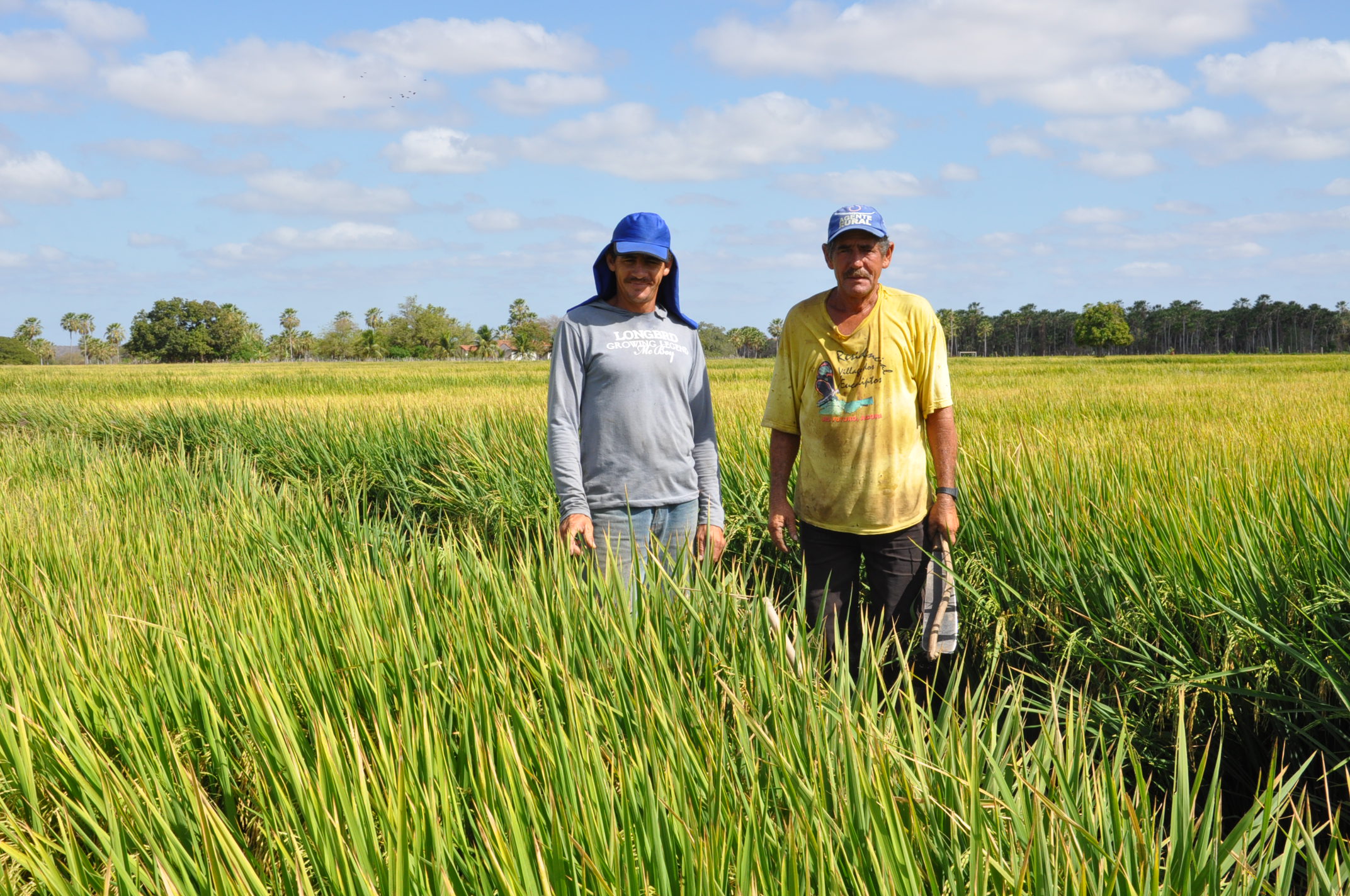 Tabuleiro do Norte: Assentamento Tapera comemora 2ª colheita de arroz irrigado
