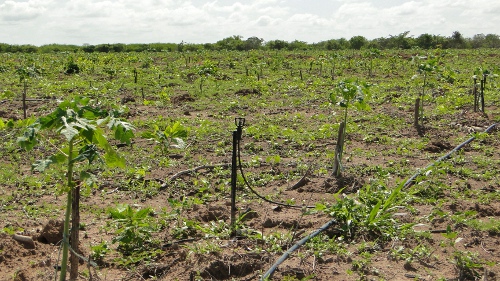 Camocim: Ematerce assiste agricultores da Agrovila do açude Itaúna