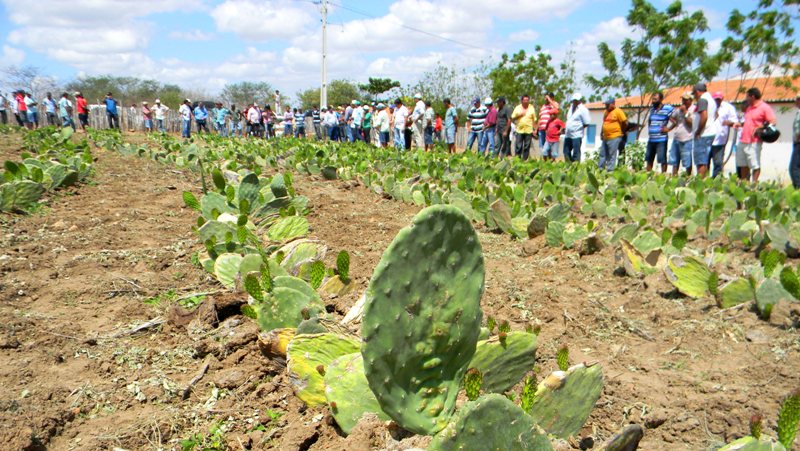 Quixeramobim: Dia de Campo sobre milho e palma