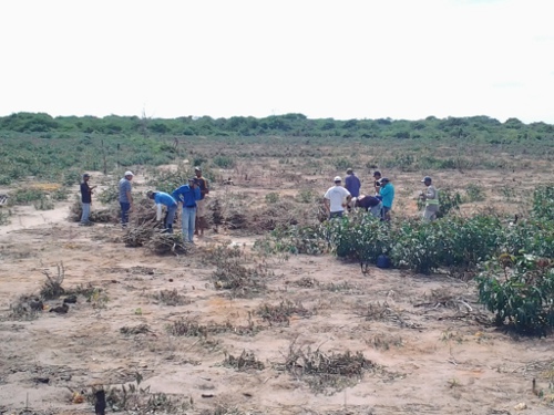 Araripe: extensionistas orientam agricultores a retirarem manivas