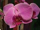 1º Simpósio Brasileiro de Cultivo de Orquídeas em Fortaleza