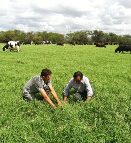 Limoeiro do Norte: presidente da Ematerce visita pastos irrigados