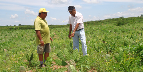 Paramoti: Ematerce e SDAM adquirem 70 mil raquetes de palma forrageira