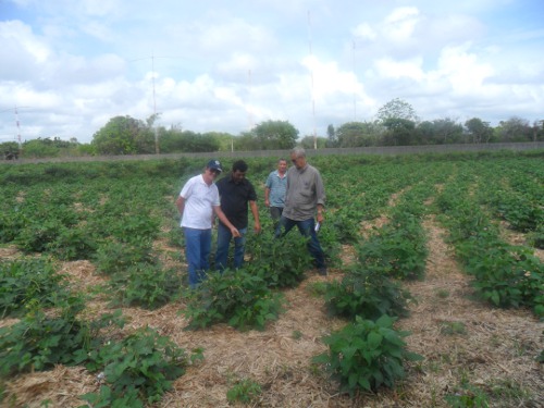 Aquiraz: Ematerce visita unidades de produção de feijão e mandioca