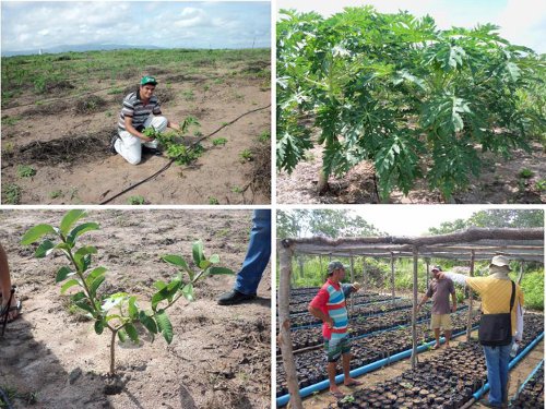 Granja: Ematerce realiza capacitação sobre cultivo de bananeira irrigada.