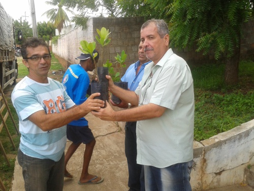 Aracoiaba: Ematerce distribui 10.200 mudas de cajueiro-anão precoce