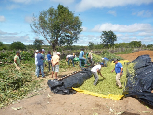 Cariri-Oeste: Ematerce inicia fabricação de silagem