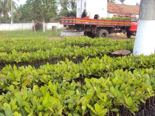 Maciço de Baturité: Ematerce distribui mudas de cajueiro-anão precoce