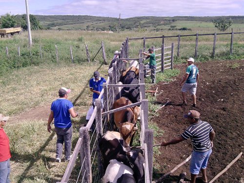Araripe: iniciada 1ª Etapa da Vacinação contra Febre Aftosa