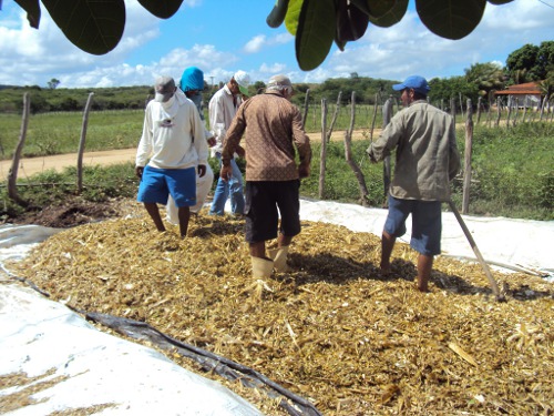 Várzea Alegre: Ematerce orienta agricultores a produzirem silagem como prática de convivência com a estiagem.