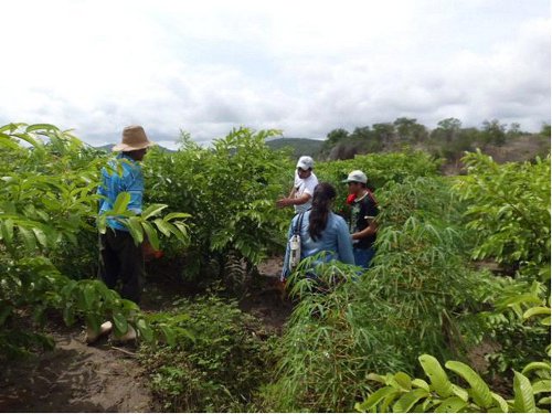 Assaré: visita a produtor de Goiaba