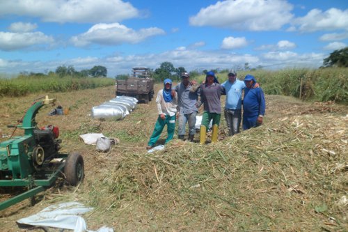 Mauriti: criadores aplicam método mais prático de armazenar silagem