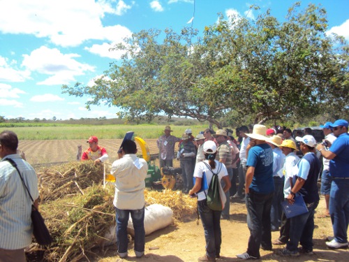 Ematerce: Dia de Campo sobre produção de feno em Quixeramobim