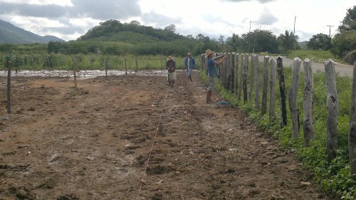 Tarrafas: posto avançado da Ematerce instala unidade técnica demonstrativa de sorgo forrageiro.