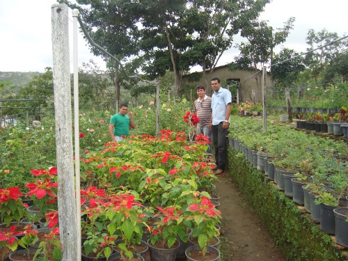 Jardim: técnicos visitam área de cultivo de flores e plantas ornamentais em vaso.