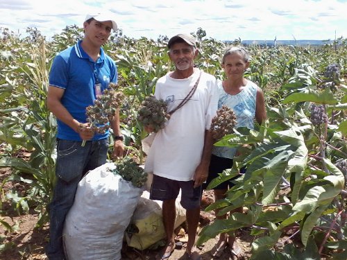Assaré: Programa do Biodiesel gera renda para agricultores familiares durante estiagem
