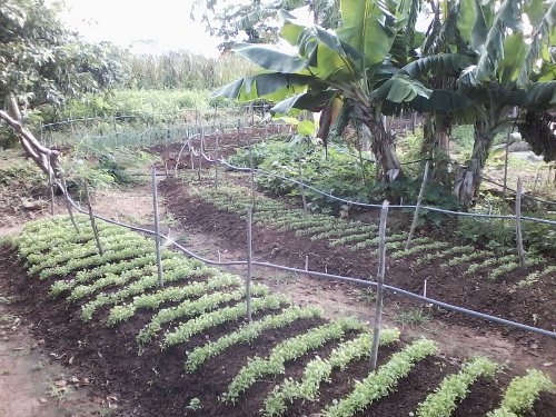 Sobral: Ematerce orienta agricultores na ampliação do Projeto Madala