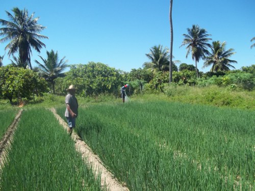 Aquiraz:Ematerce assiste horticultores