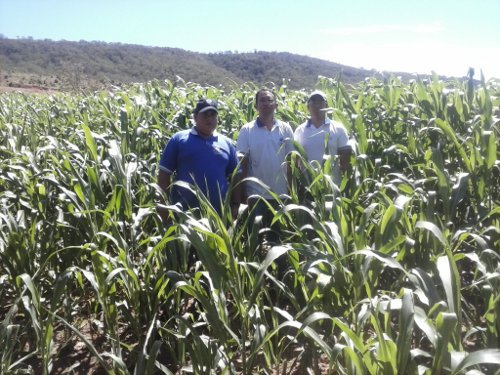 Tarrafas: assessores regionais visitam unidade demonstrativa de sorgo