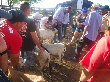 Taua:Ematerce realiza curso de ovinos e caprinos