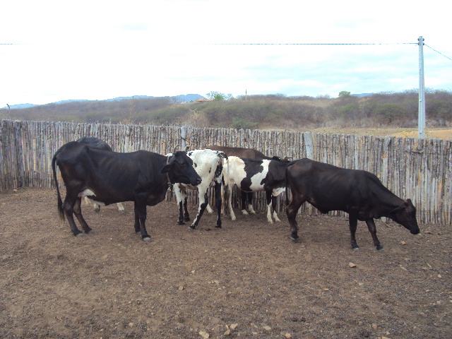 Ceará: zona livre de febre aftosa com vacinação