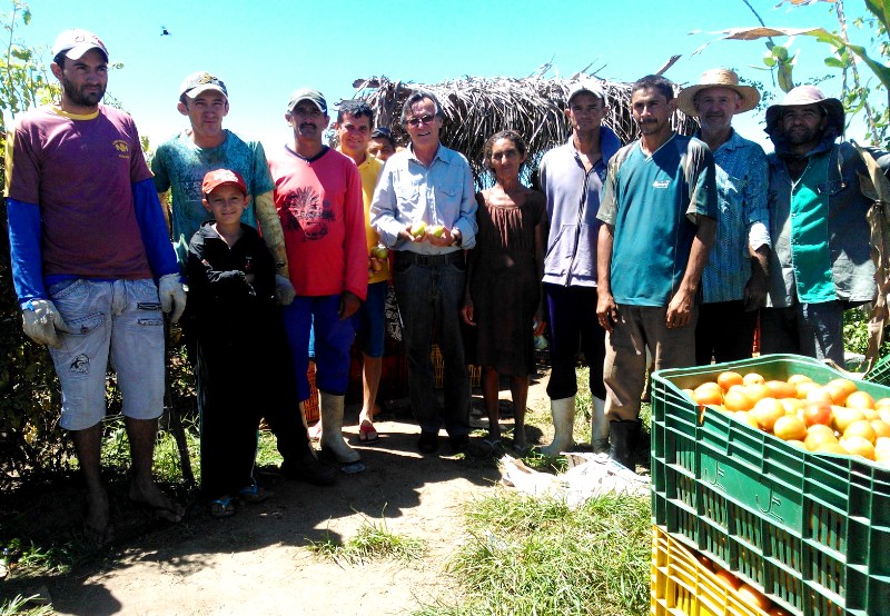 Quixeramobim: agricultores colhem safra de tomate