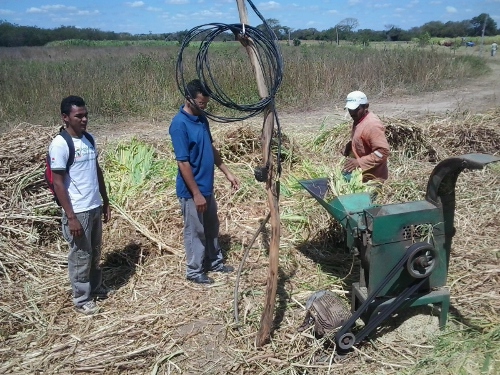 Massapê: Ematerce orienta a produção de forragem
