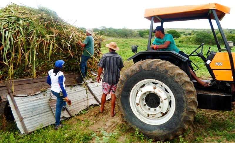 Quixeramobim: agricultores produzem silagem com orientação da Ematerce