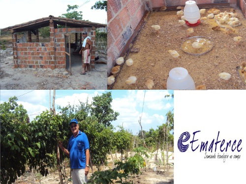 Itapipoca: Ematerce, em parceria, instala núcleo de galinhas caipiras