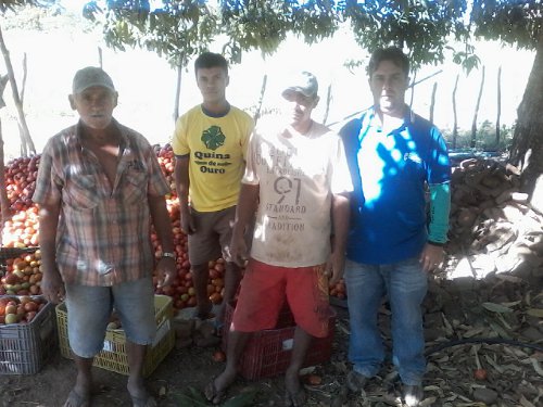 Assaré: produção recorde de tomate na comunidade Mamoeiro