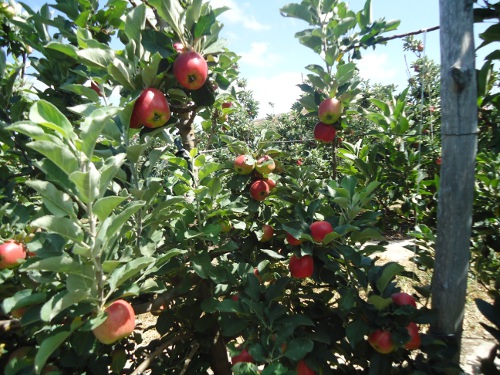 Tianguá: Dia de Campo sobre Cultivo da Maçã